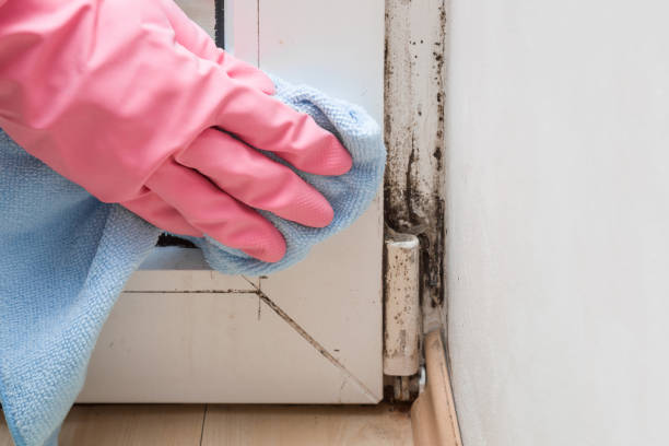 Why You Should Choose Our Mold Remediation Services in Hammond, LA